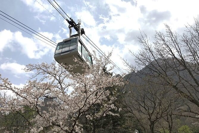 Seoraksan and Cherry Blossom Lake 1 day trip from Seoul - Why this spring day trip works