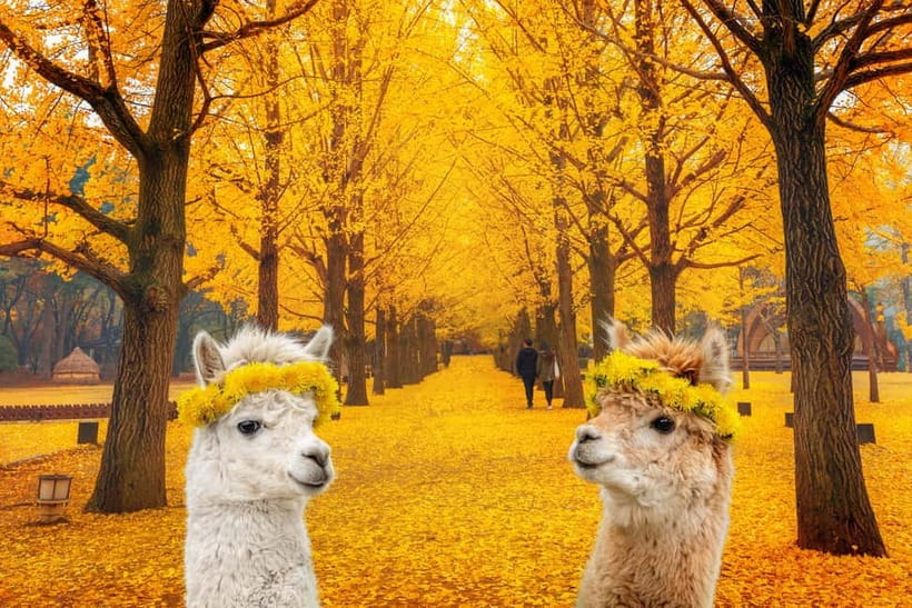 Seoul: Alpaca World & Nami Island optional Gangchon Railbike - Why this makes sense as a Seoul day trip