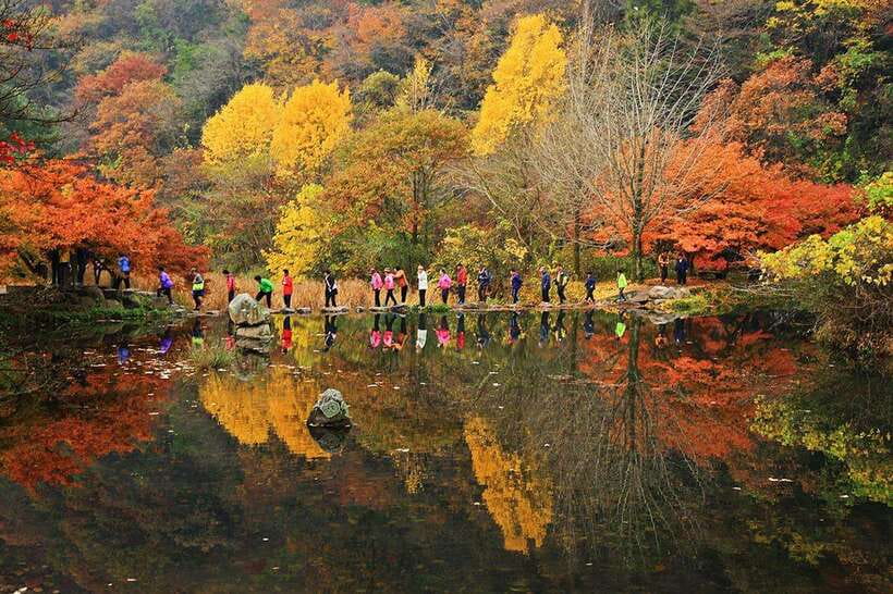 Seoul: Autumn Foliage - Mt. Naejang + Jeonju Hanok Village - Walking beneath the autumn trees at Naejangsan