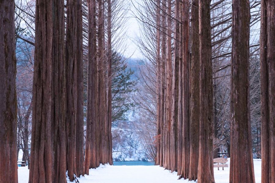 Seoul: Elysian Gangchon Winter Ski with Nami Island Day Tour - The real value of the $35 starting price