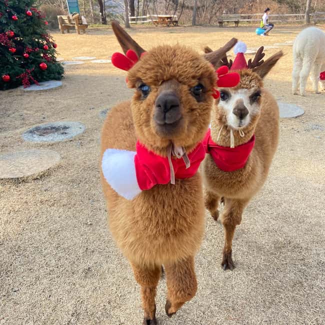 Seoul: Eobi Ice Valley, Alpaca World, Nami Island and More - Choose your ending: railbike or Morning Calm Garden