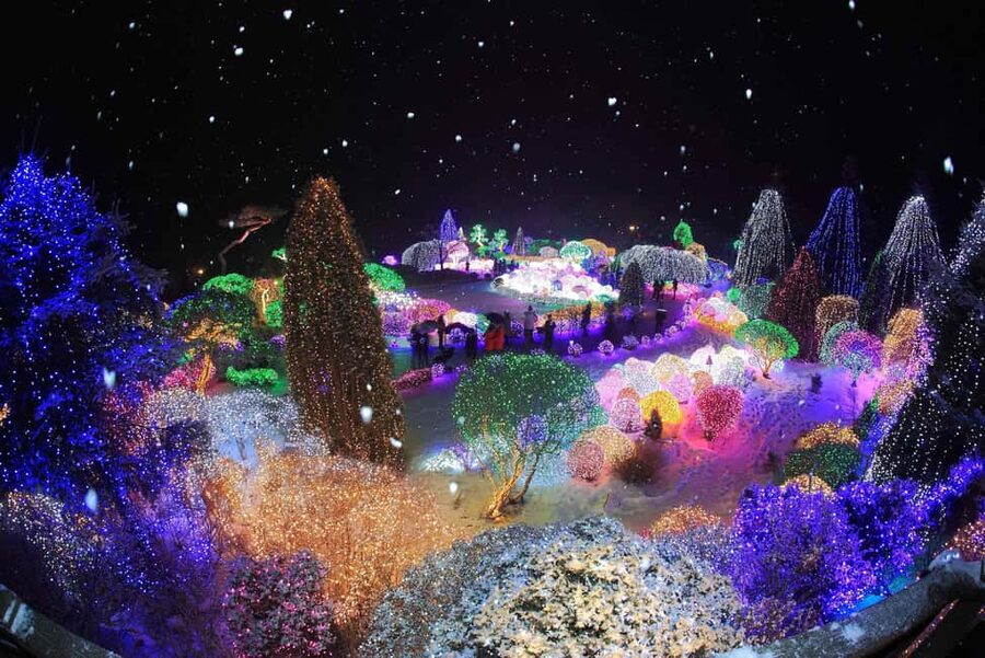 Seoul: Eobi Ice Valley, Alpaca World, Nami Island and More - Guides, languages, and the human side of the day