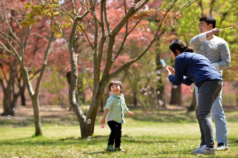 Seoul: Eobi Ice Valley, Alpaca World, Nami Island and More - Is $83 good value?