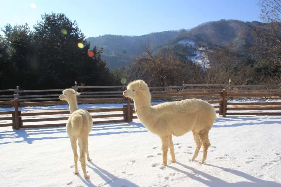 Seoul: Eobi Ice Valley, Alpaca World, Nami Island and More - Eobi Ice Valley and its frozen walls