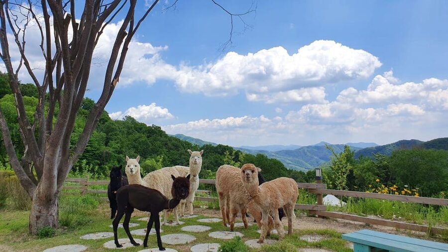 Seoul: Eobi+Nami+Hanbok(+RailBike or Strawberry Options)Tour - Hanbok, photos, and making Kimbap
