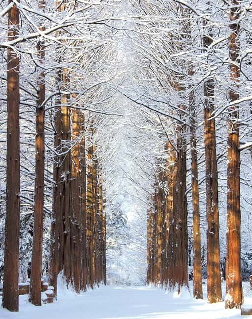 Seoul: Eobi Valley(Winter), Strawberry, Nami Island and Bike - Key points to know