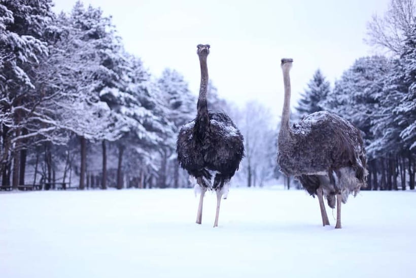 Seoul: Eobi Valley(Winter), Strawberry, Nami Island and Bike - Pedaling the Gangchon Railbike