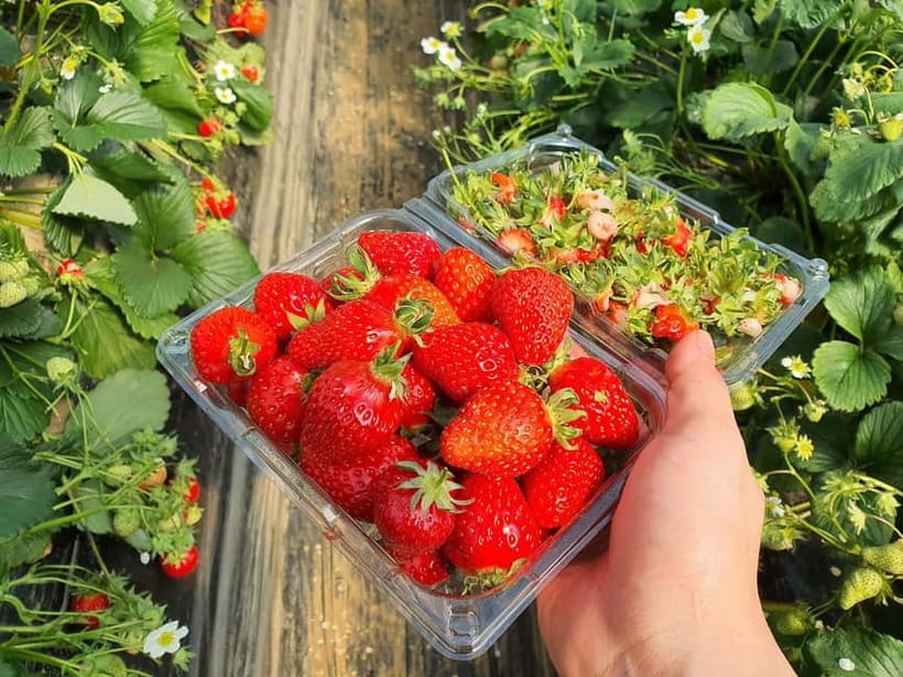 Seoul: Eobi Valley(Winter), Strawberry, Nami Island and Bike - The coach time and the real value