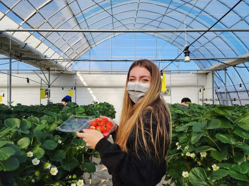 Seoul: Eobi Valley(Winter), Strawberry, Nami Island and Bike - Who should book this day trip
