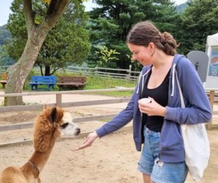 Seoul: Gangwon-do Day Trip with Alpaca World & Nami Island - Who will get the most from this tour?