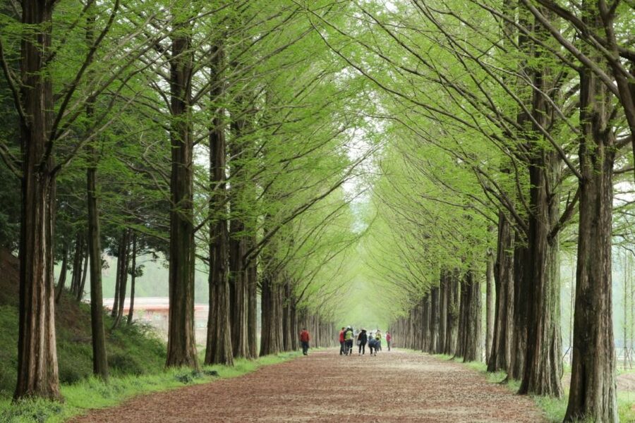 Seoul: Gangwon-do Day Trip with Alpaca World & Nami Island - Why this day trip works beyond Seoul