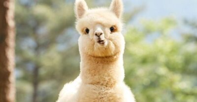 Gangwon-do Day Trip with Alpaca World & Nami Island