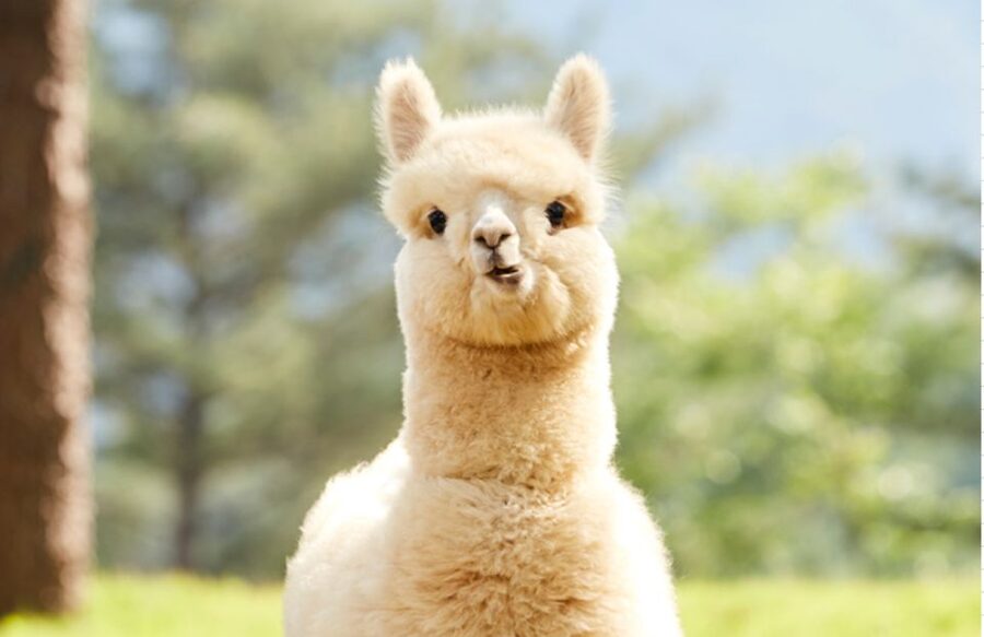 Seoul: Gangwon-do Day Trip with Alpaca World & Nami Island - Group or private: which version fits you?