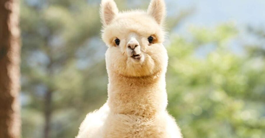 Seoul: Gangwon-do Day Trip with Alpaca World & Nami Island - Alpaca World: cute animals with a busy schedule