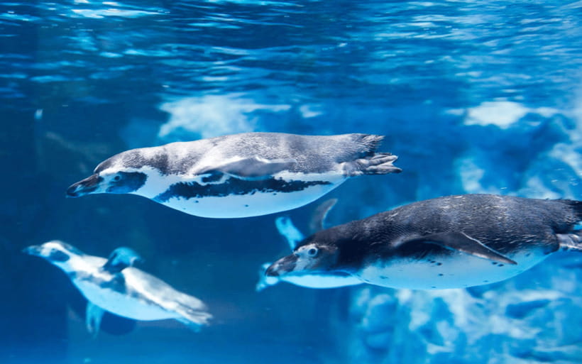 Seoul: Lotte World Aquarium Ticket - Key points to know before you go