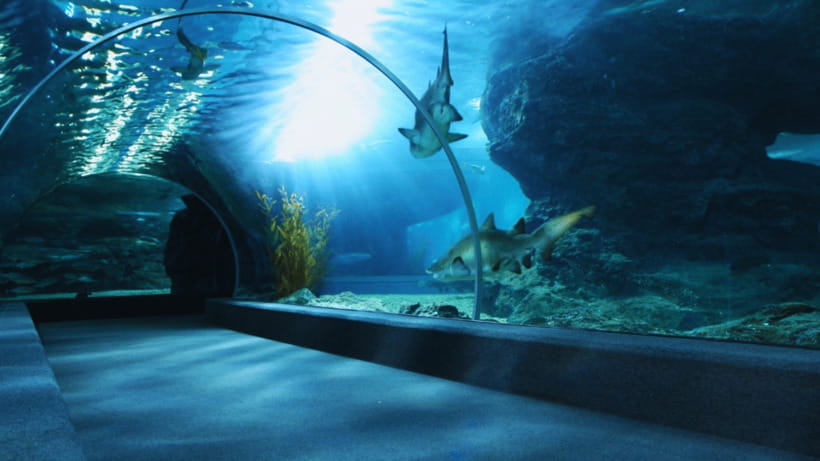 Seoul: Lotte World Aquarium Ticket - A large aquarium in the heart of Seoul