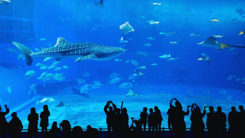 Seoul: Lotte World Aquarium Ticket - The 25-meter sea-like tank