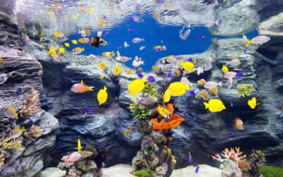 Lotte World Aquarium Ticket