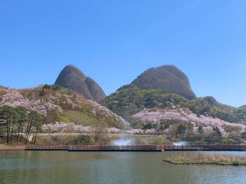 Seoul: Maisan Cherry Blossom and Jeonju Hanok Day Tour - FAQ