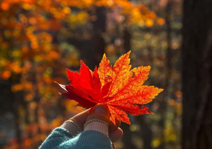 Seoul: Mt. Seoraksan National Park Autumn Foliage Day Tour - Who should book this day tour?
