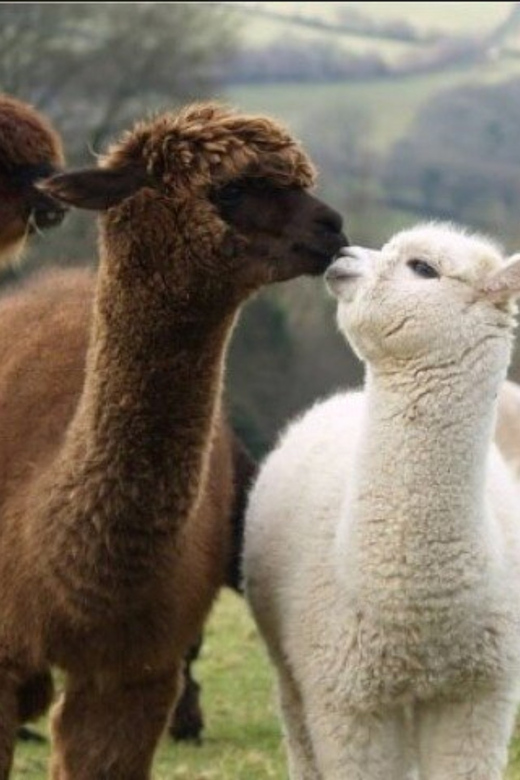 Seoul: Nami and K-Garden with Optional Alpaca Winter Tour - Choosing between Alpaca World and the themed villages