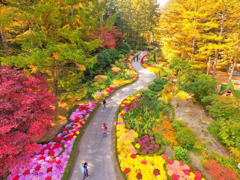 Seoul: Nami Island and Garden of Morning Calm opt Railbike - Who should choose each option