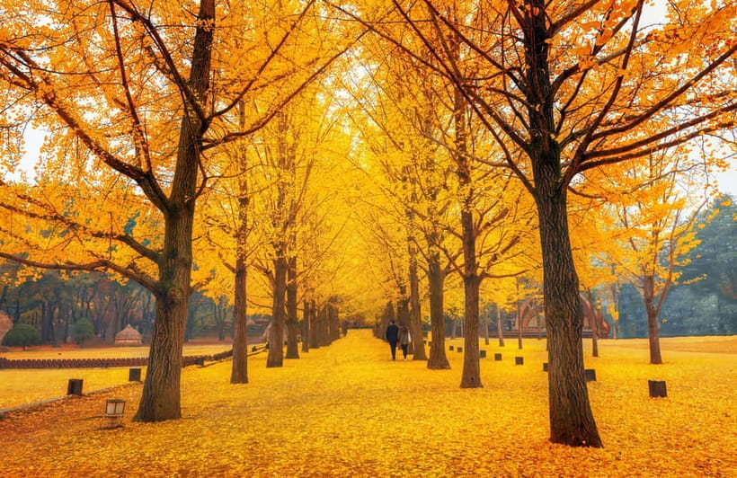 Seoul: Nami Island, Garden and Petite France (opt. Railbike) - Gangchon Railbike: the best reason to choose the longer package