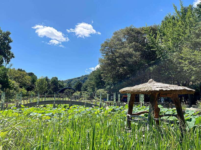 Seoul: Nami Island & Petite France Tour with Railbike Option - Key points to know before booking