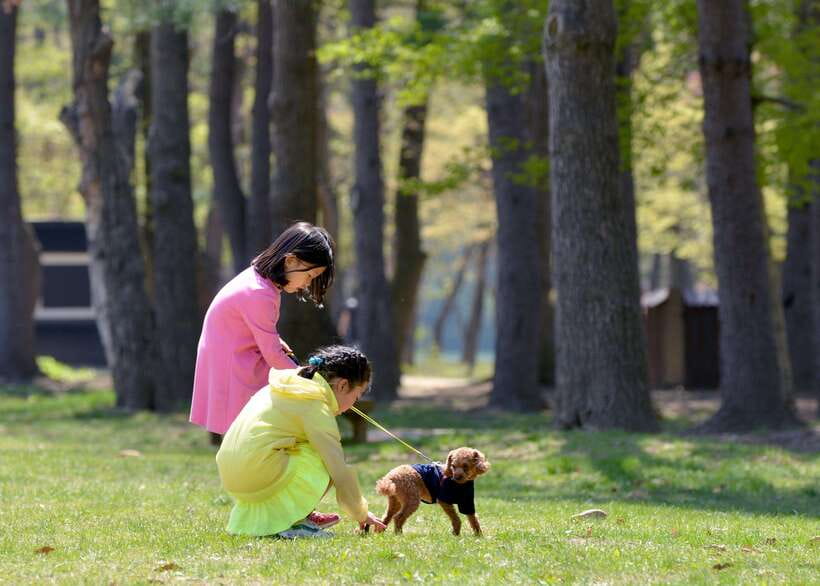 Seoul: Nami Island & Petite France Tour with Railbike Option - Who should book this tour