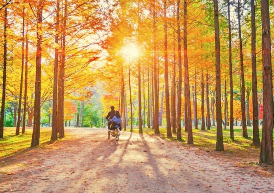 Seoul: Nami, Petite France, Italian Village, Railbike Option - Gangchon Railbike: the best choice for active scenery