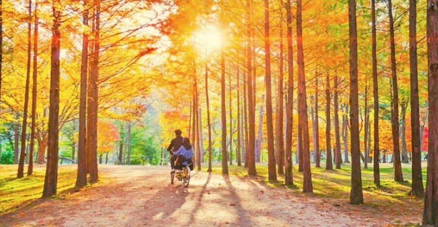 Seoul: Nami, Petite France, Italian Village, Railbike Option - Lunch and the long road between stops