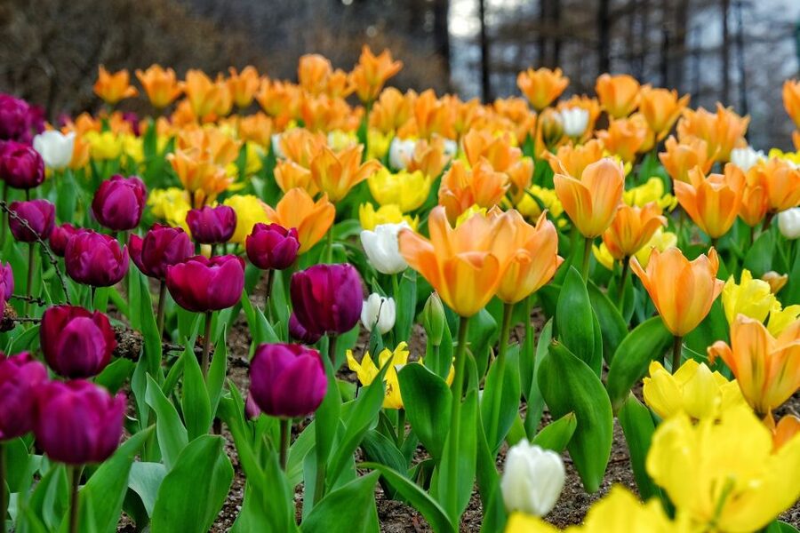 Seoul: Private Customizable Tour to Nami Island and More - Key points to know before booking