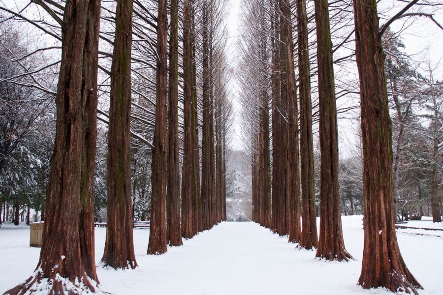Seoul: Private Customizable Tour to Nami Island and More - Petite France: a photo stop with a clear theme