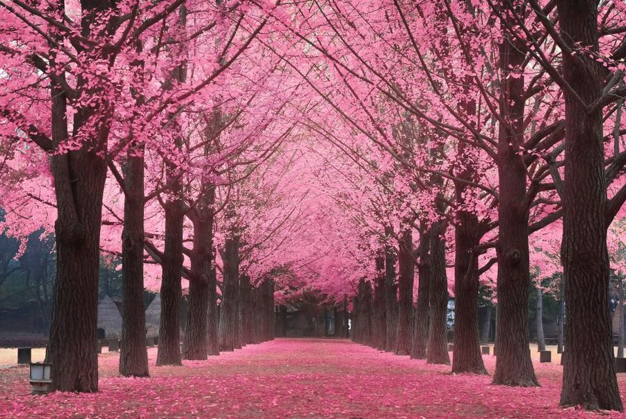 Seoul: Private Customizable Tour to Nami Island and More - Choosing one stop or fitting in both