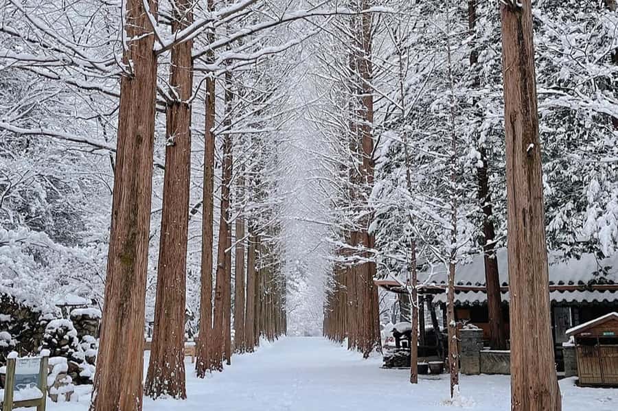 Seoul: Seorak Mountain+Nami Island+Eobi Ice Valley Tour - A guide-led day without constant hand-holding