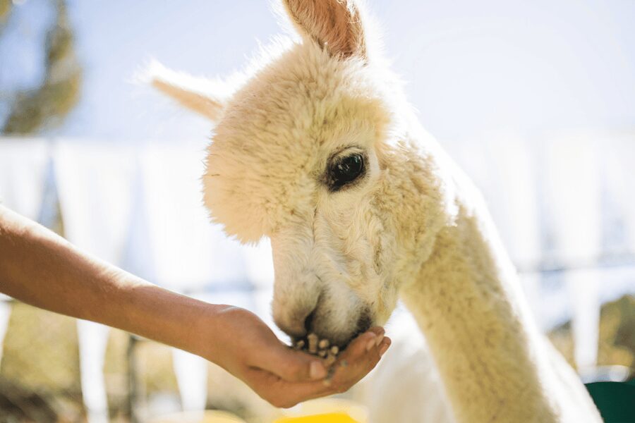 Seoul: SnowyLand in Vivaldi Park with Nami or Alpaca - Choose Alpaca World for animals and hands-on fun