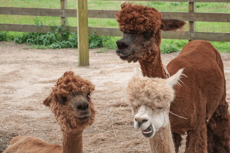 Seoul: SnowyLand in Vivaldi Park with Nami or Alpaca - The bus makes a faraway winter day manageable