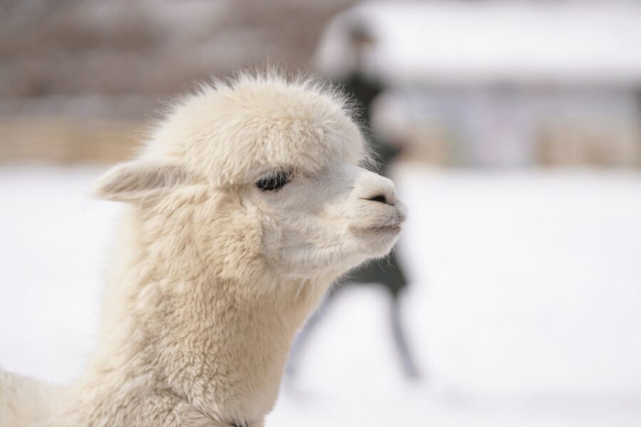 Seoul: SnowyLand in Vivaldi Park with Nami or Alpaca - Lunch is simple, separate, and worth planning