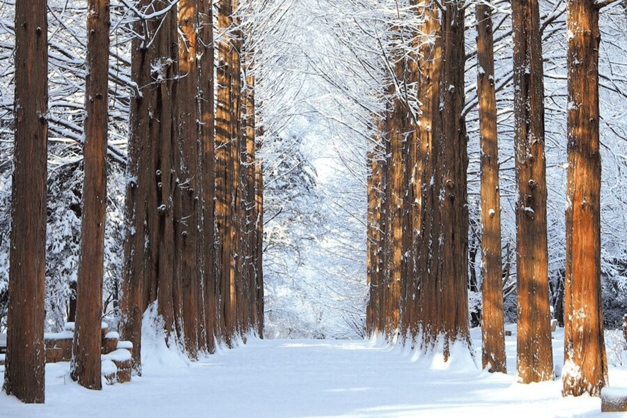 Seoul: SnowyLand in Vivaldi Park with Nami or Alpaca - Who will enjoy this trip most