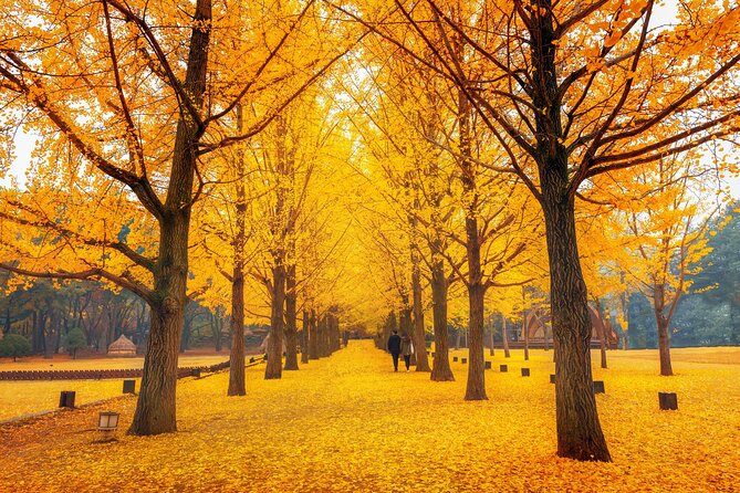 Seoul to/from Nami Island: Round trip Shuttle Bus Service - Five hours among Nami Island’s tree-lined roads