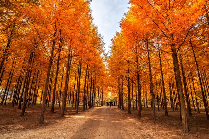 Seoul Vicinity 5 in 1: Nami Island, Garden of Morning Calm & More - Nami Island: the main breathing space