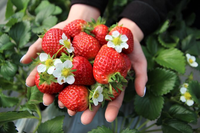 Strawberry Picking, Winter Sled with Eobi Ice Valley from Seoul - Why this winter day works well from Seoul