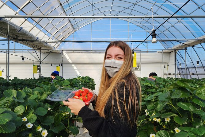 Strawberry Picking, Winter Sled with Eobi Ice Valley from Seoul - Vivaldi Park Snowyland and the long sledding session