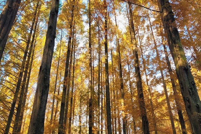 Suwon Hwaseong Fortress & Jangtaesan Full-Day Tour: Autumn Leaves - Weather, minimum numbers, and cancellation