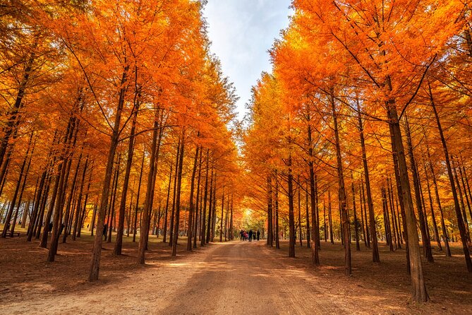 Trip to Nami Island with Petite France & Italian Village, Garden of Morning Calm - Nami Island: the main event